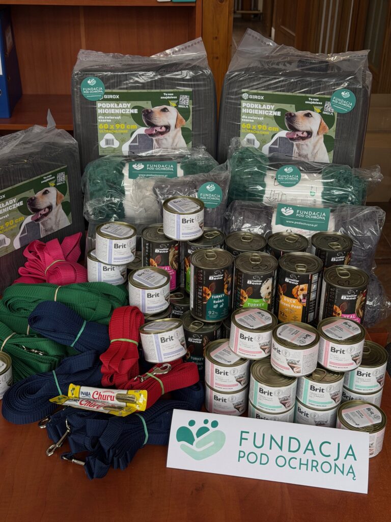 Pomoc bezdomnym zwierzętom w schronisku w Krakowie